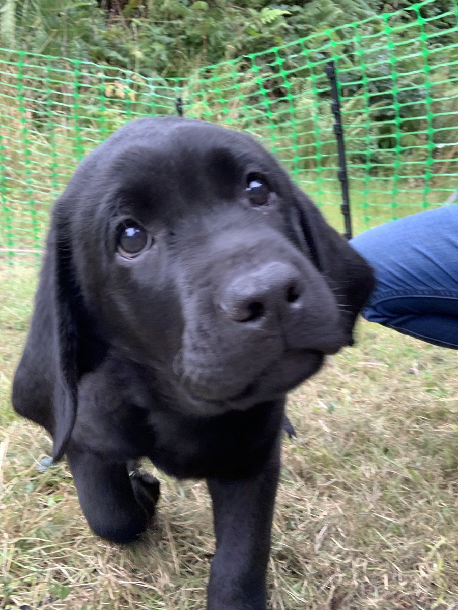 martharoberts's tweet photo. Meet the new member of our family - Our Ernie 🐶😍🐶
#NotAPig #DogsofTwitter https://t.co/ZHIN7V1iYF