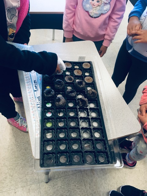 Such a great initiative! Last year Bridgeview Elem began a pallet garden project. With the help of HCTF we were able to purchase soil, seeds, tarps, a wagon and more. We can’t wait to get back at it in September.