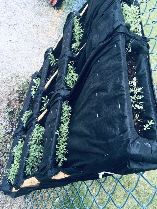 ms_tclassroom's tweet photo. Such a great initiative! Last year Bridgeview Elem began a pallet garden project. With the help of HCTF we were able to purchase soil, seeds, tarps, a wagon and more. We can’t wait to get back at it in September. https://t.co/Ivi2lk2zVl