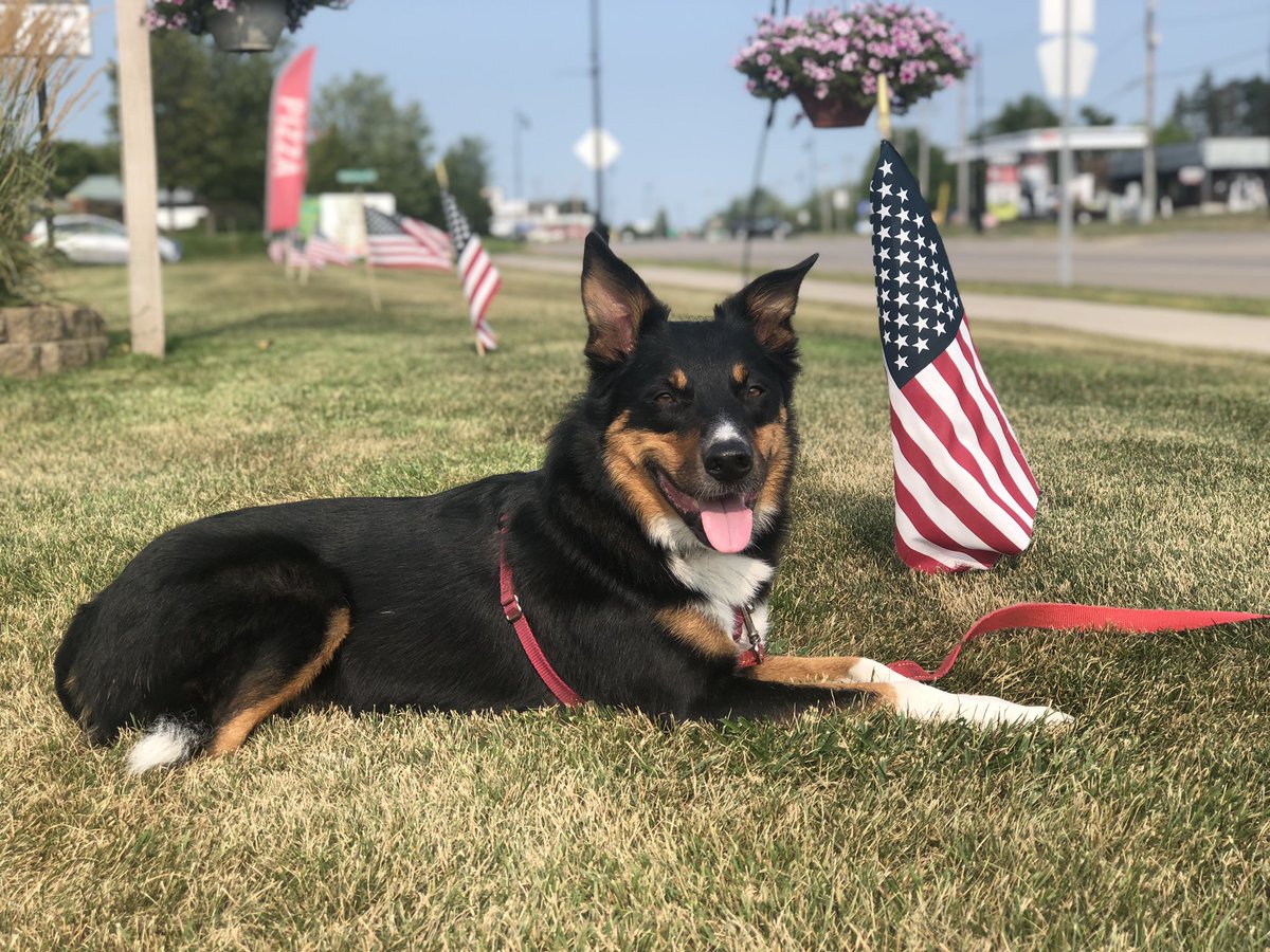 mn_ellis's tweet photo. @JackPosobiec #NoPawsLeftBehind (two legged or four) https://t.co/VmGkUsM6zI