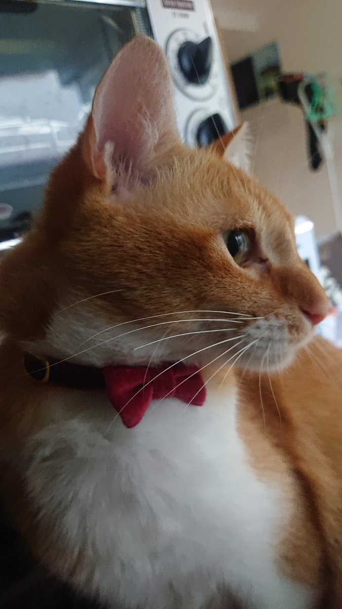ダイスケ 猫初心者の疑問 猫のヒゲって白以外あるの 他の色の子いたら見たい 保護猫 猫 ねこ Cat 猫好きさんと繋がりたい 猫がいる幸せ 猫がいる暮らし ダイスケ 猫初心者の疑問 猫のヒゲって白以外あるの 他の色の子いたら見たい 保護猫 猫 ねこ Cat 猫好きさんと繋がりたい 猫がいる幸せ 猫がいる暮らし