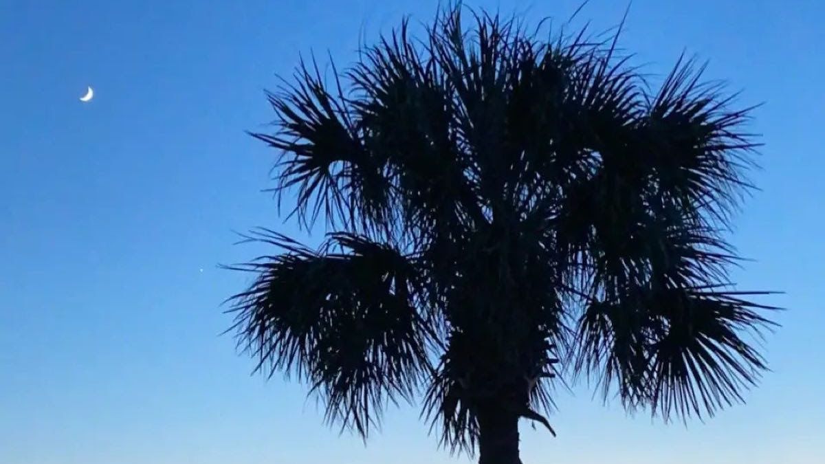 MyMyrtleBeach's tweet image. Happy #NationalSouthCarolinaDay from your friends on the Grand Strand! 

📸 : dinah_moore