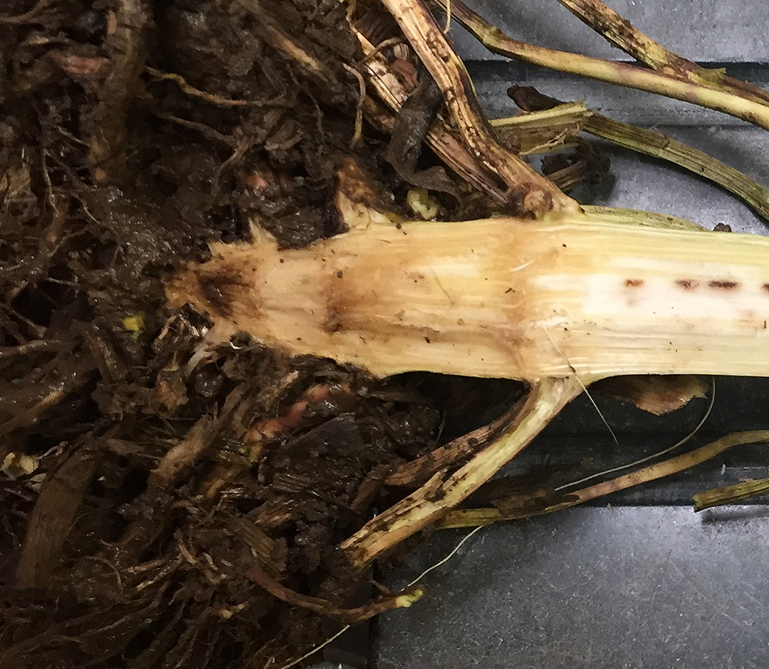 UNL_CropWatch's tweet photo. Crown and #StalkRot Sampling Tips | As you continue to #cropscout late in the season, it is important to collect the right kind of sample to ensure proper diagnosis. #corn #corndiseases #cropdiseases #NebExt @brode182 🌱 https://t.co/YldjZGMsyw https://t.co/MZBIrqTMbM