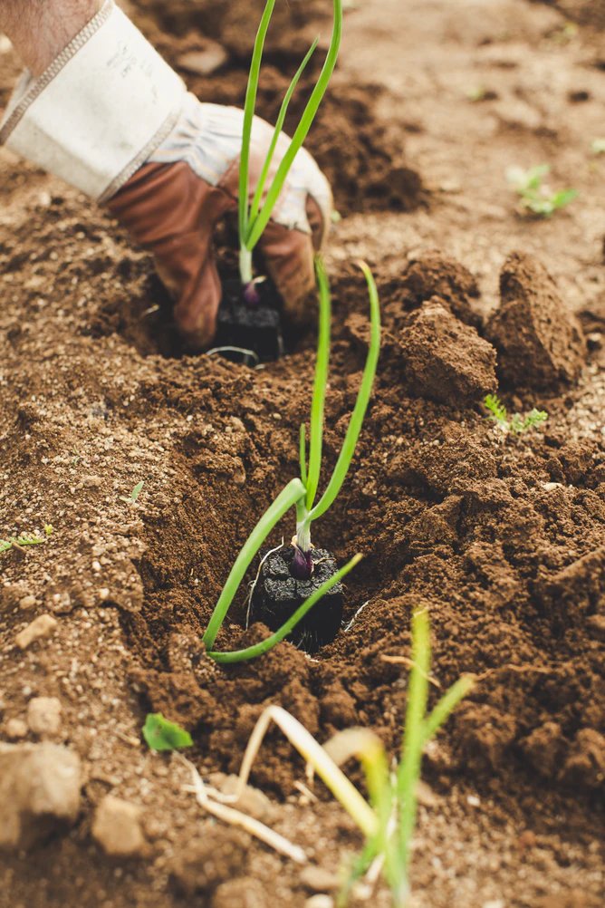 AdaptXChange's tweet photo. Contribute to the #NWP’s work on #Agriculture and #FoodSecurity, we are inviting resource submissions to the #AdaptationKnowledgePortal!
Submit your resource > https://t.co/M5LzcomhUh https://t.co/NstFAXlNFP