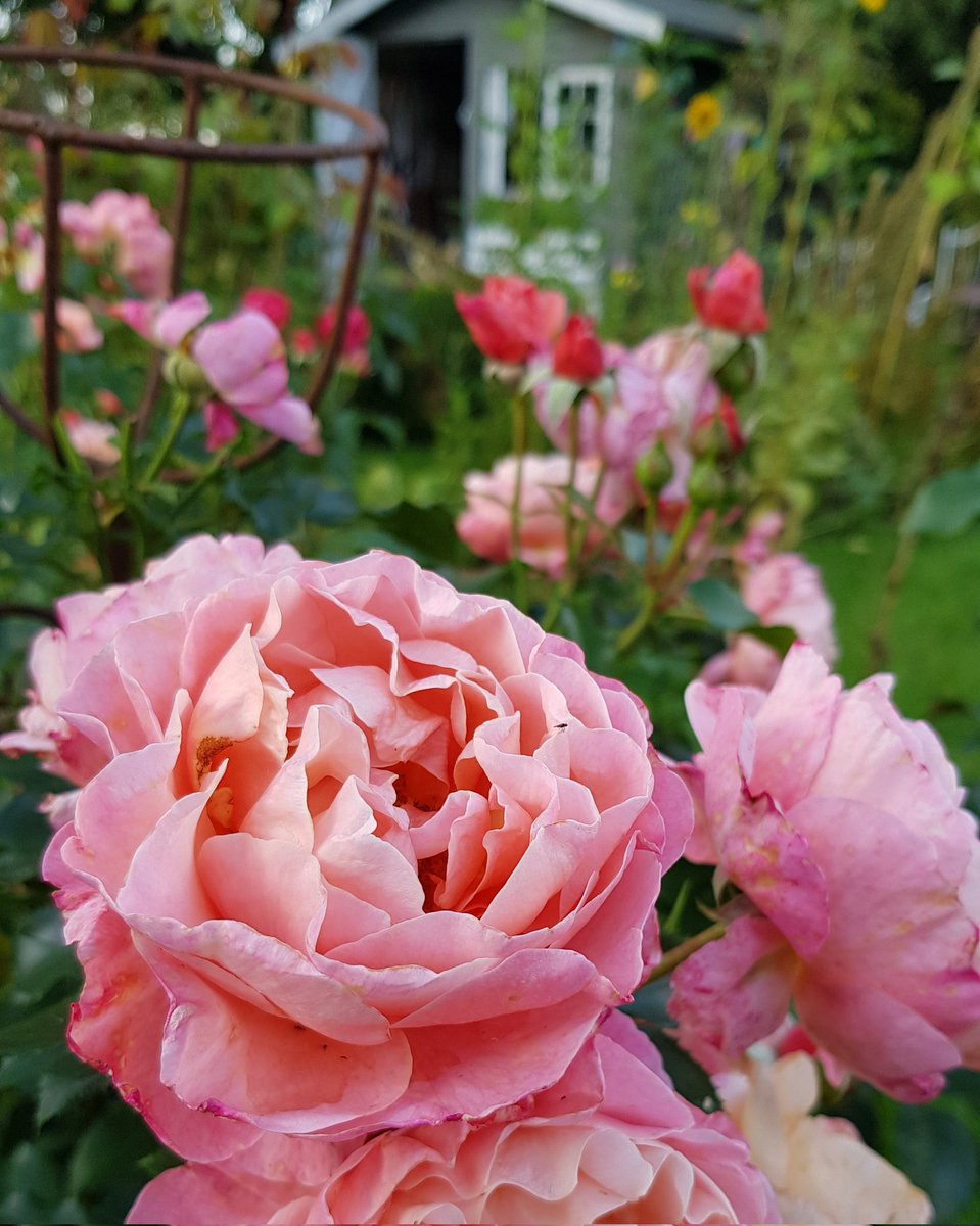 ghgoldig1's tweet photo. Zurück im Wildgarten 🌻💐❤ @quittengold https://t.co/WfCk6vdfpI