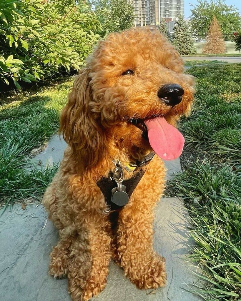 cowboymagic's tweet photo. Happy Tongue Out Tuesday! 😛
Photo of @just_blaze_jc 
Pro tip: eat fresh food, nap, play, train, more naps, repeat, then stick out your tongue on Tuesday like winner 😜
.
.
.
.
#doodledoods #njdogs #jerseycitydogs #doodlemomsclub #thedoodlesofinsta #re… https://t.co/MT6cop2jQM https://t.co/yupGliqhY8