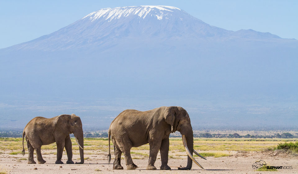 elephantvoices's tweet image. This description from The Elephant Ethogram defines the behavior Resting-Trunk: An elephant Standing or Resting with a fully relaxed trunk hanging down and folded onto the ground. Resting elephants may adopt this posture as may a mother Suckling a calf. #TheElephantEthogram