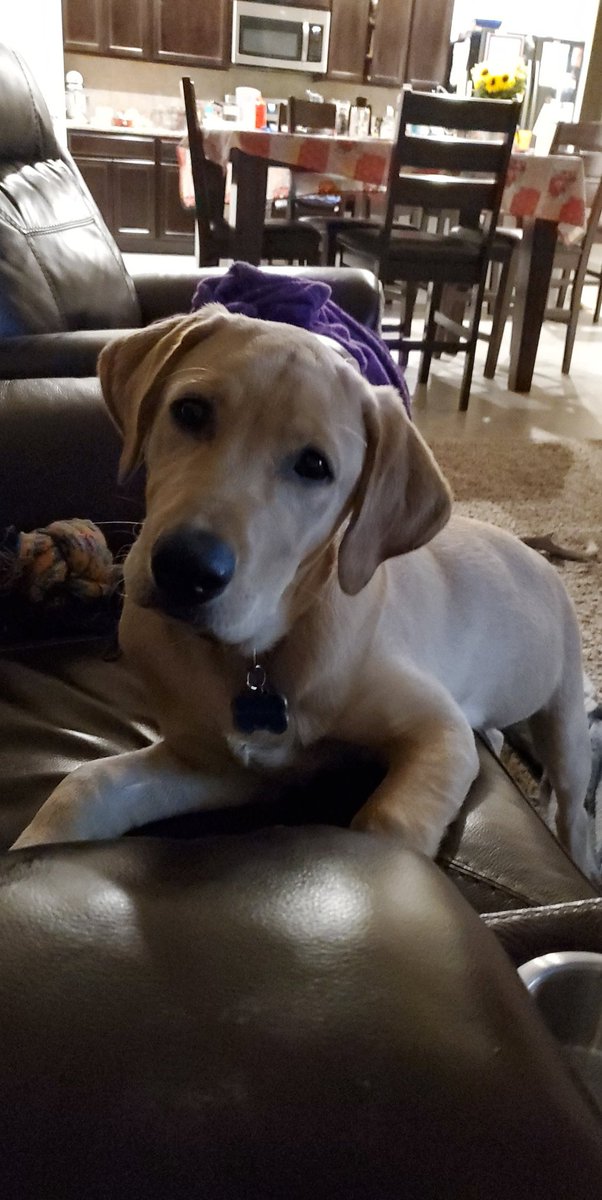 #NoPawsLeftBehind
Ranger agrees. Bring them home!