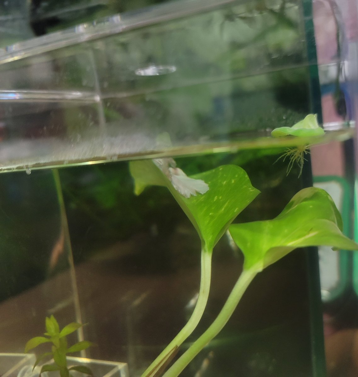 침대에서 쉬고있는 귀요미들🥰
아직 정식으로 붙여준 이름은 없다. 
임시로 아야나미와 나기사(...) 로 부르고 있는데 그냥 이대로 부를까...