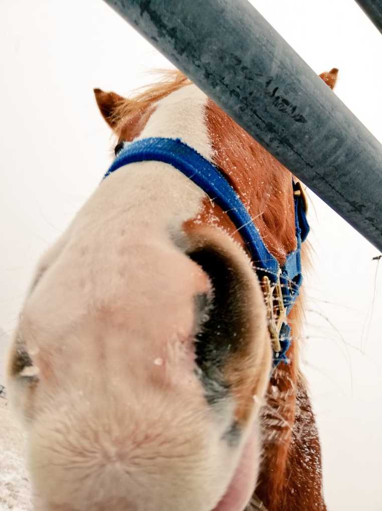 土屋 みほ tweet media