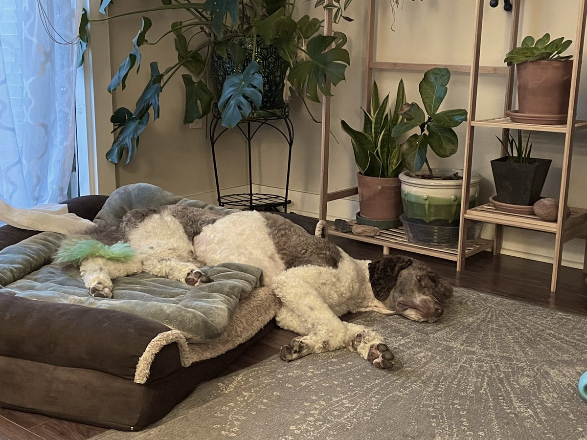 manda_windsorae's tweet photo. Poodle puddle https://t.co/6ADNWDur7W