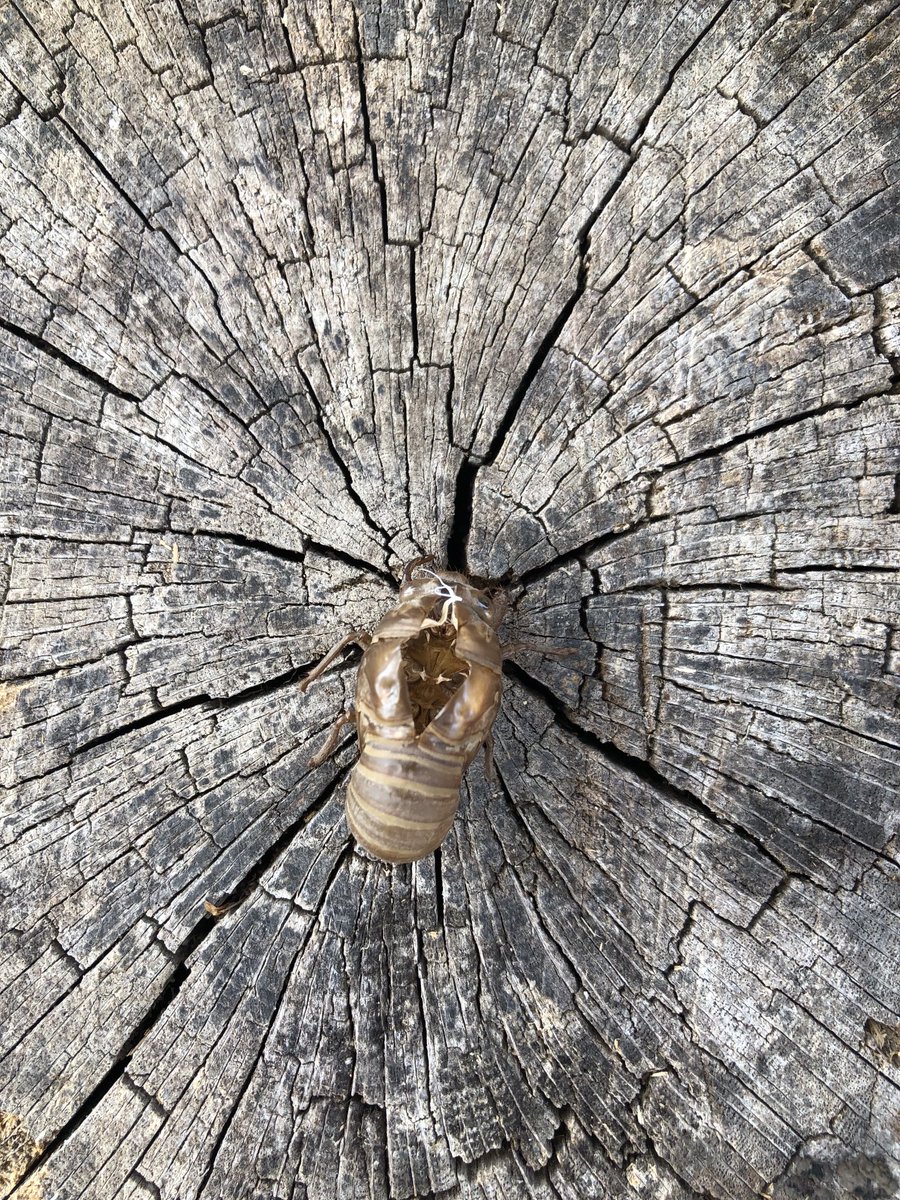 Look what third graders found while out observing our campus trees! ⁦<a href="/LHECMES/">Lincoln HeightsECMES</a>⁩ #cicadas ⁦<a href="/LJWood_LHECMES/">Laura Wood</a>⁩ ⁦@msjacksonenviro⁩