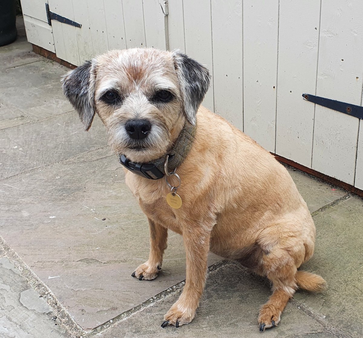 MaryWooffins's tweet photo. Before and after! They decided to clip not strip now I am a lady of a certain age.  The groomy lady found me too hard to strip last time. 
Looking like a pup again 😁😉 https://t.co/ice3sm6kxI