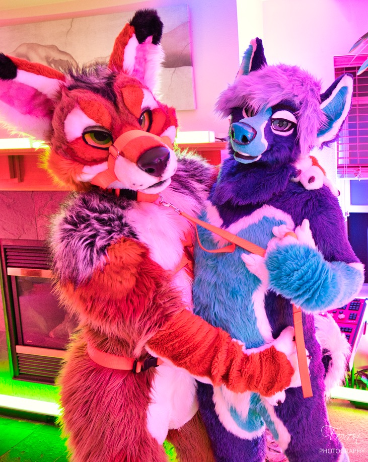 Fusker8's tweet photo. I caught myself a cute Yote~ ❤

📸@Foxofire https://t.co/UbVTLZEfd5