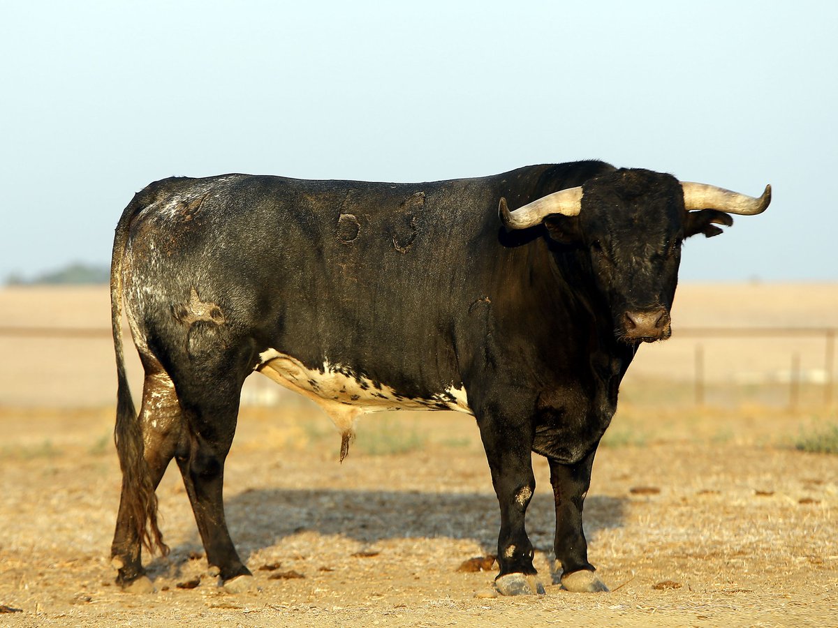 Arandatoros's tweet photo. Otros toros impresionantes de Miura para el día 12 de septiembre!!! https://t.co/YsAyytFtu6