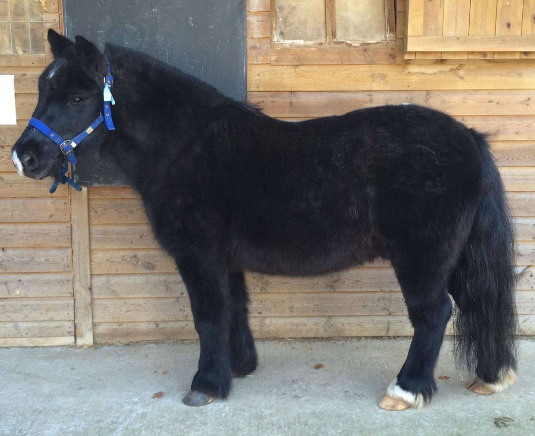 Come and meet Ben, the smallest Watershed RDA pony.  He will be in the Abbey Groundsfrom 11am - 4pm on Sunday 5th September and he likes carrots. Learn how he helps many adults and children. 

Celebrating Cirencester's new statues! #cirencester #events #projectblackjack #whatson