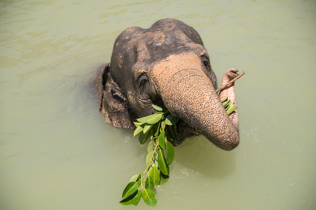 Los Angeles Zoo & Botanical Gardens on Twitter "Asian elephants like