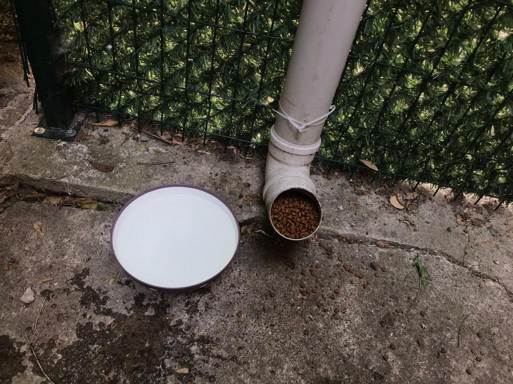 Bugünkü beslememiz! Kavuşmaya az kaldı!🥺🐈