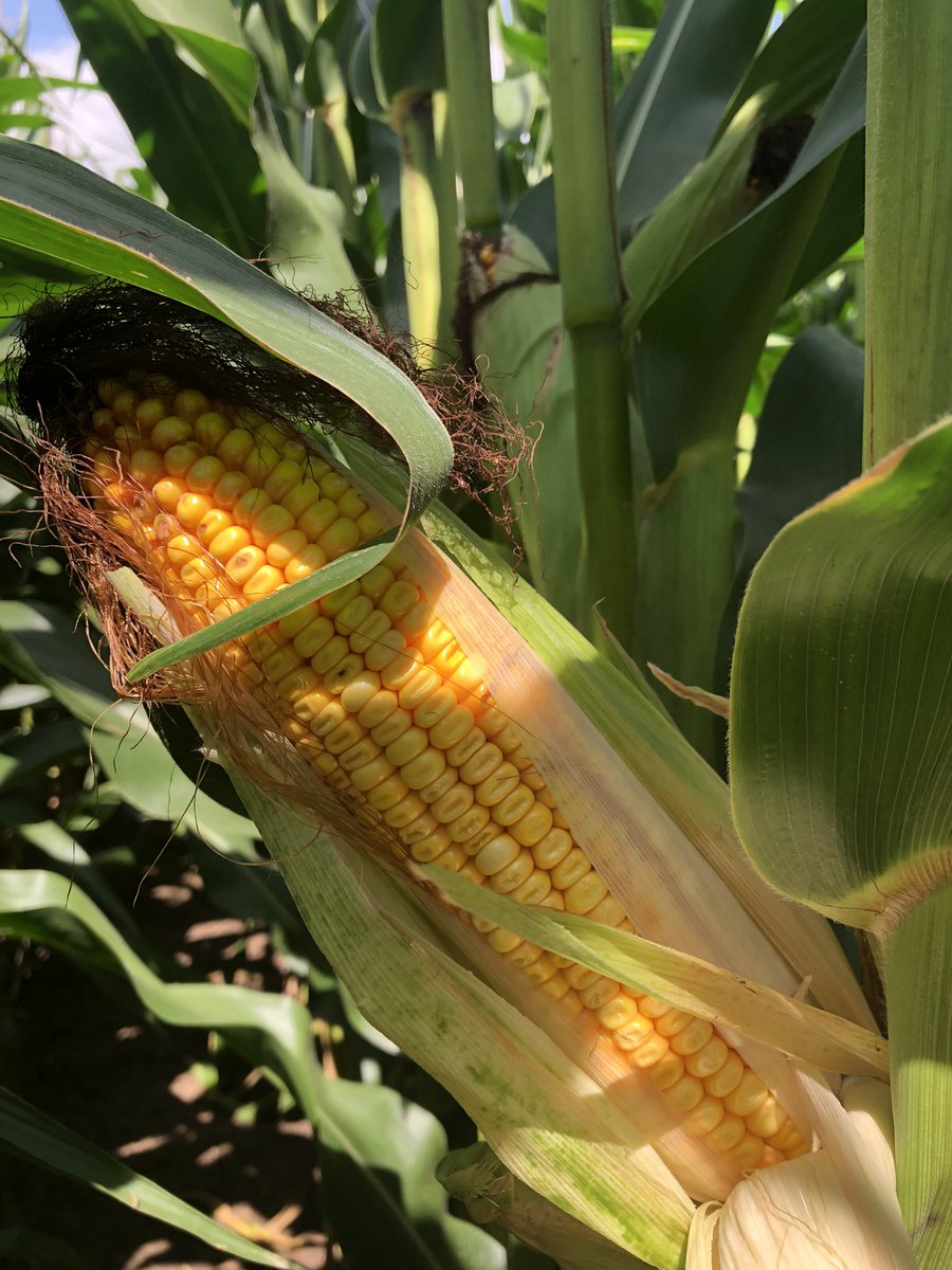 Yantzi's Feed & Seed (@yantzis) on Twitter photo Time to start thinking about corn silage…chipper day Sept 7th! <a href="/playbyplay21/">Kyle Smith</a> @dylanyantzi <a href="/jim_witzel/">Jim Witzel</a> <a href="/luke_michalek/">Luke Michalek</a> Time to start thinking about corn silage…chipper day Sept 7th! <a href="/playbyplay21/">Kyle Smith</a> @dylanyantzi <a href="/jim_witzel/">Jim Witzel</a> <a href="/luke_michalek/">Luke Michalek</a>