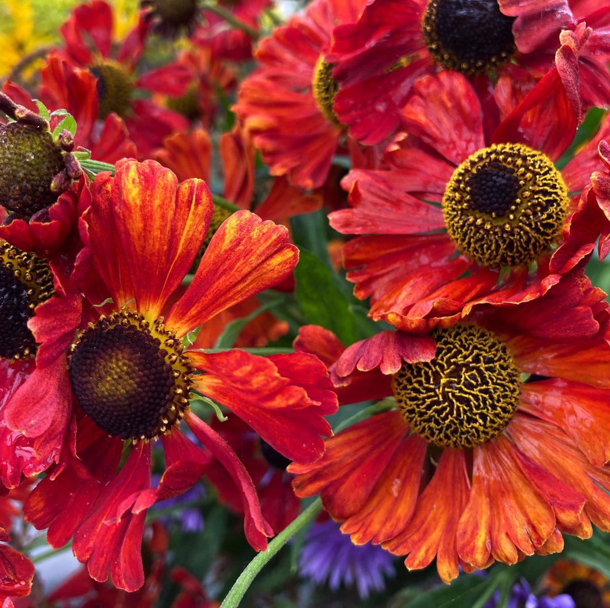 🍂Helenium flowers for that extra autumn colour in the garden 🍂

#nannysgardenworld

#heleniums #flowers #garden #autumnflowers