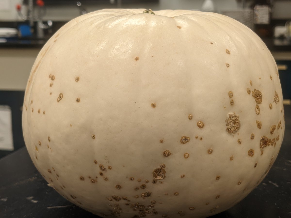 Pumpkin season for  a plant pathologist