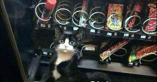 Anythingpork's tweet image. #INeedAccess

To the vending machine so I can let the kitty out