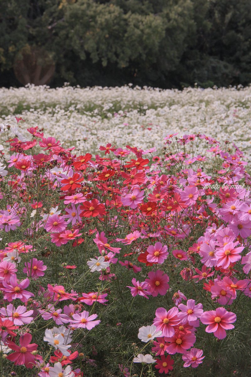 Kt Lv Mint 京都と関西の風景 おはようございます 万博記念公園 コスモス 9月になったので 秋の花を 今月もよろしくお願いいたします 水曜日 今日も頑張りましょー 今日も素敵な一日を 万博公園 コスモス Cosmos 花 Flower