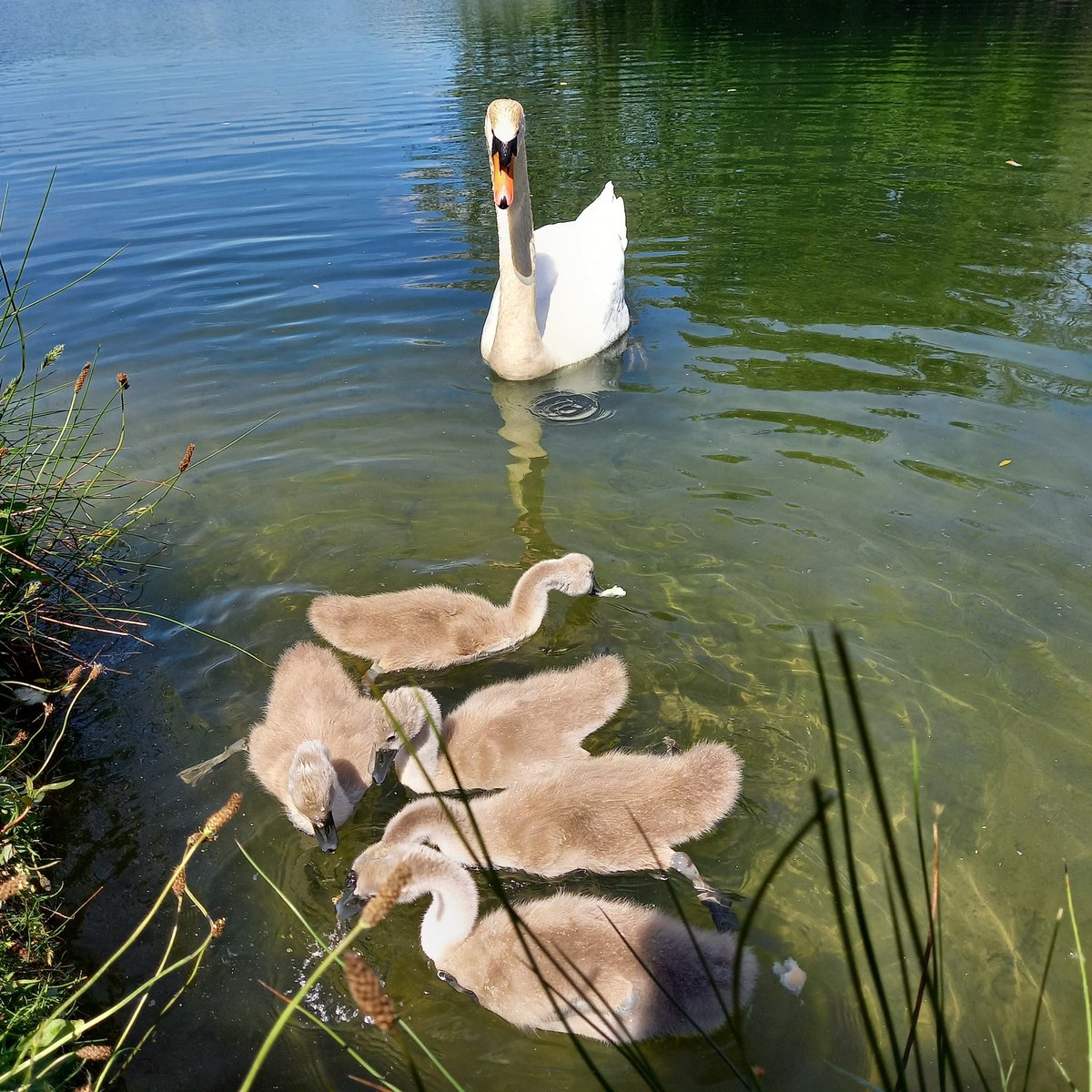 TinaLB188's tweet photo. I can't get over how much these have grown!
First photo is from June and the second is August.
#wildlife #swan #cygnets #bathpool https://t.co/L4THvkxTRz