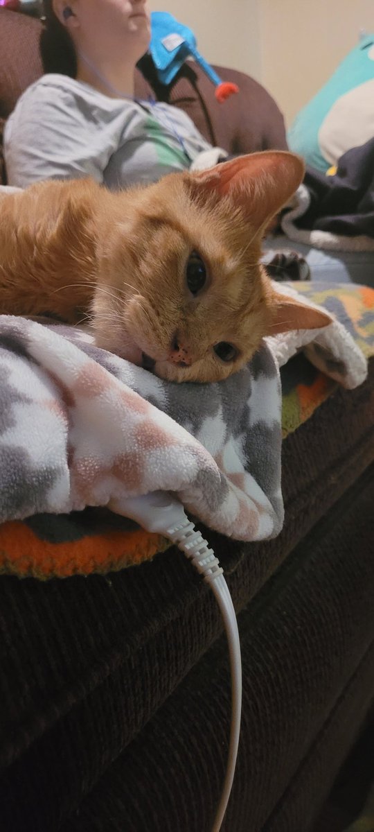 lynnslagle42's tweet photo. Omg why is mommy still talking? I'm tryin to enjoy my heating pad in peace and she is just blah blah blah...I stopped listening like 5 minutes ago 🙄😹 #cerebellarhypoplasia #chlove #wobblykitty #chkitty #mommypleasestoptalking #goawaymommy #earsareoff #tryingtonap #blahblahblah https://t.co/4T56dc2b1L