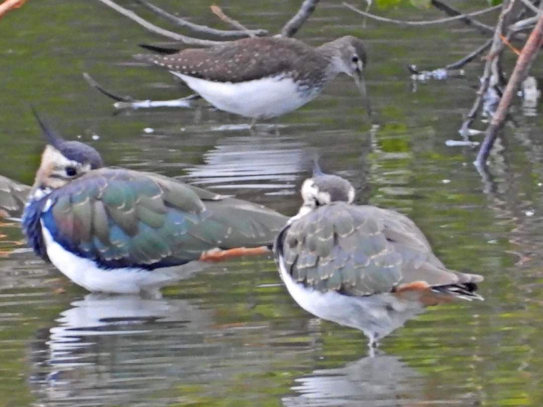 Mightychub's tweet image. #WyverLaneNR #eveningshift page from the #DigitalNotebook 44 Lapwing 2 Snipe Green Sandpiper 60 House Martin 6 Swallow 7 Chiffchaff LBBG 3 Grey Heron #Standeasy @DerwentBirder @DanielCMartin1 #Derbyshirebirds