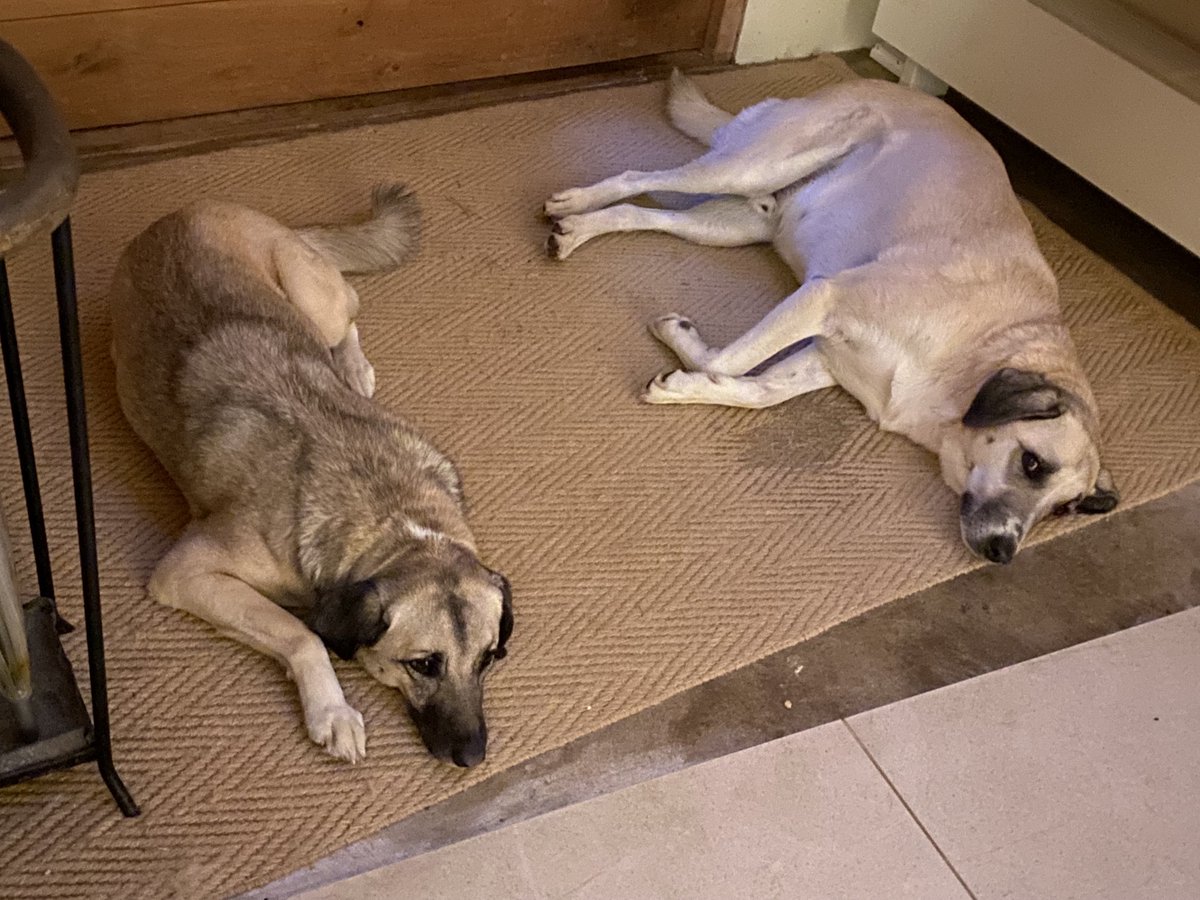 CMEPhillips's tweet photo. Hettie (on the left) is poorly and has a visit to the vets 1st thing in the morning (or later if deteriorates)
Meanwhile her big brother Monty has just gone and laid down to comfort her. They NEVER normally lie there together ♥️
#NOWZADs https://t.co/ttQZ1O0uJX