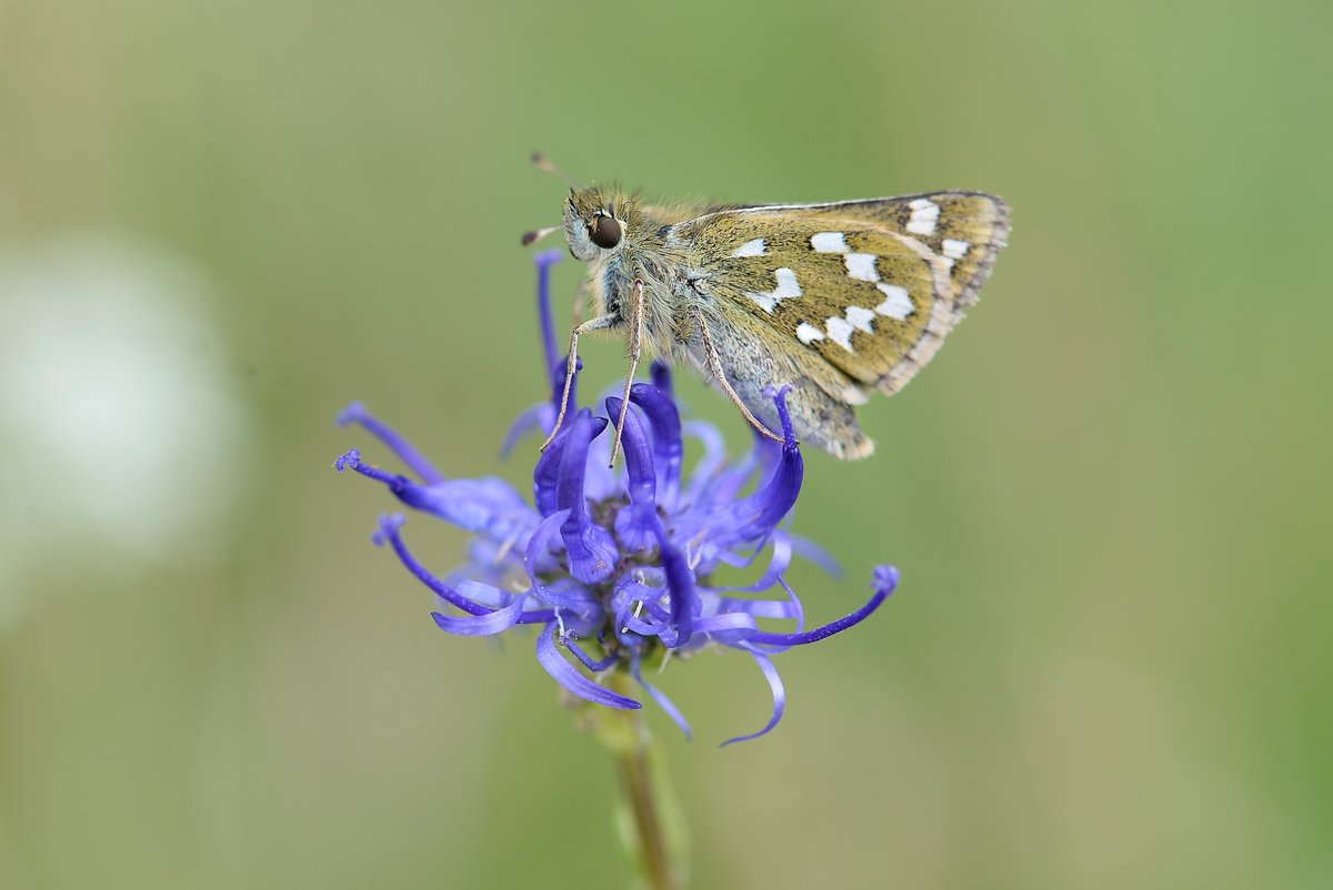 Silver spotted skipper on round headed rampion flower <a href="/savebutterflies/">Butterfly Conservation 🦋</a> @ukbutterflies <a href="/Britnatureguide/">The British Nature Guide</a> <a href="/NatureUK/">NatureUK</a> <a href="/SWildli/">#SaveBritishWildlife</a> <a href="/Saving_Nature/">Let's Save Nature</a> <a href="/UK_Nature/">UK Nature</a> <a href="/HantsIWWildlife/">Hampshire & Isle of Wight Wildlife Trust</a>