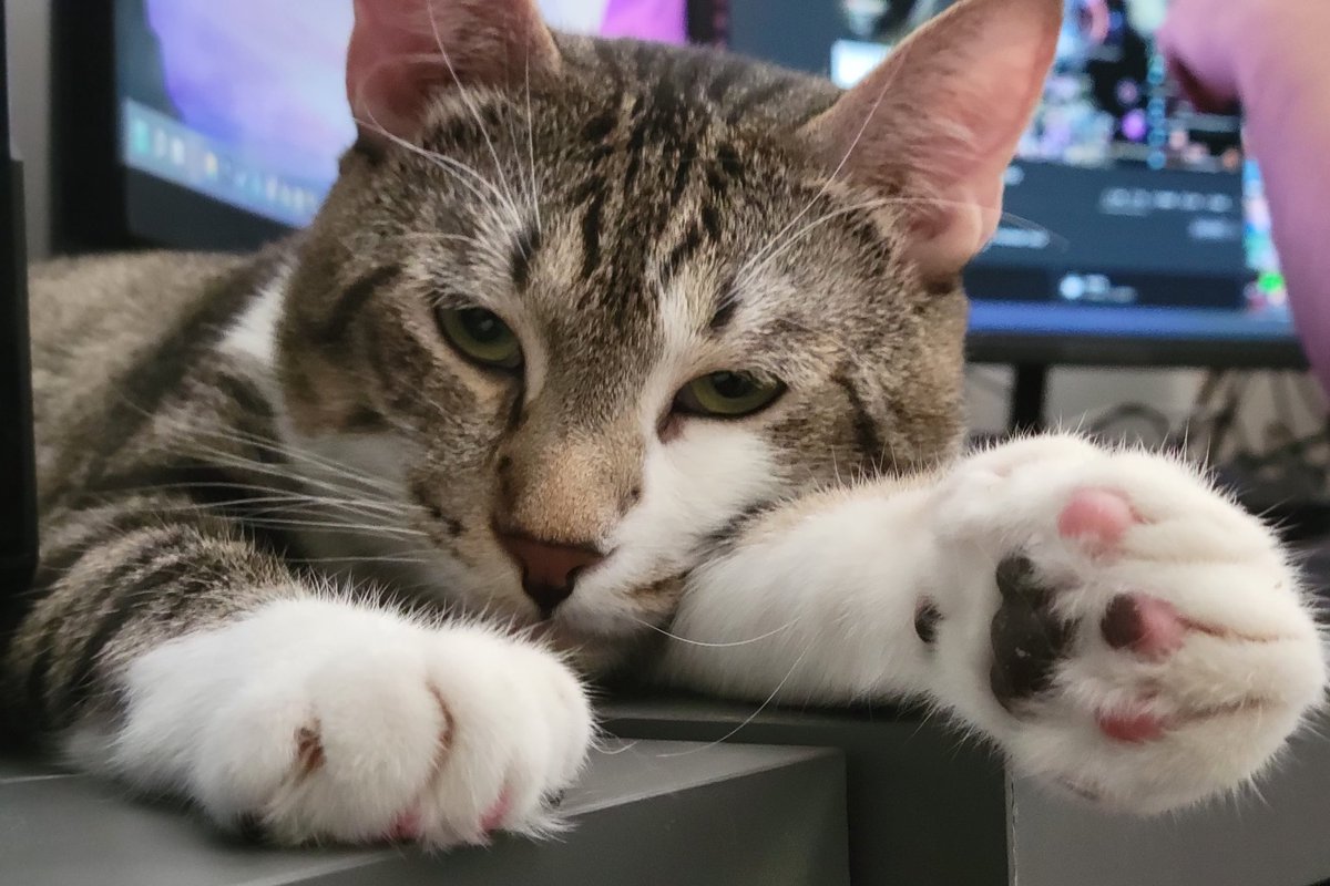 darxee's tweet image. Mm yes toebeans