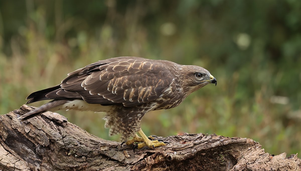 markyfullerton's tweet photo. A beautiful buzzard taken on a trip out west today a bird ive always wanted to photograph but never quite managed today i hit the jackpot @CanonUKandIE  @NatureUK https://t.co/UjUn90sXXJ