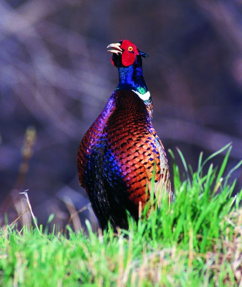 BREAKING! August roadside survey predicts another good year of pheasant hunting for most of Iowa bit.ly/3jsUh5Q via <a href="/iowadnr/">Iowa DNR</a> #Iowa