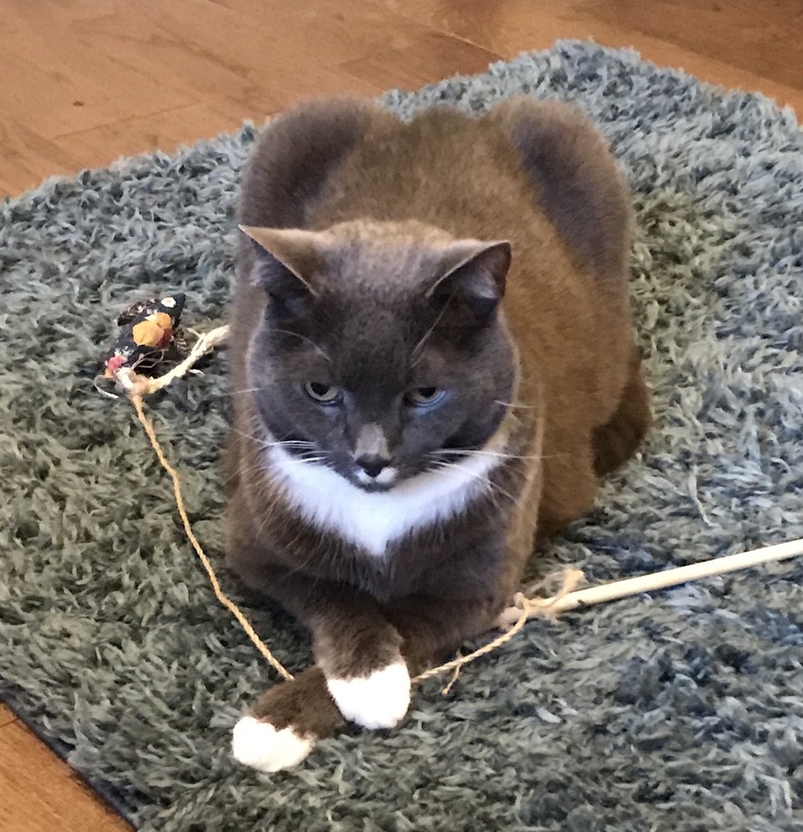 ‘I’m an indoor cat. I’m pretending the mouse is real. I’m ensuring it doesn’t escape. Don’t judge me.’ #catsoftwitter #dusty #cats #instinct #play