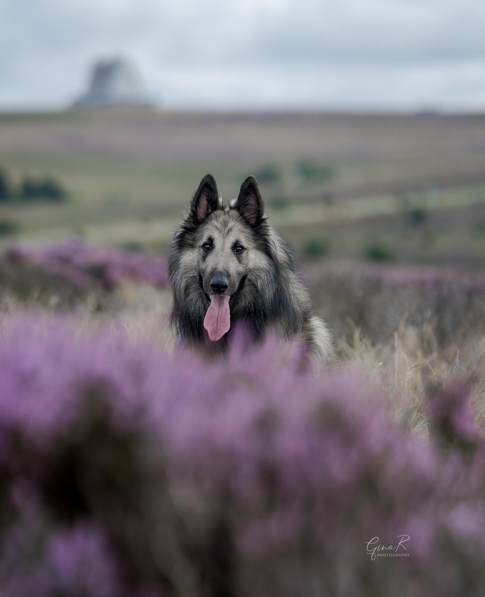 Gina Rayment tweet media