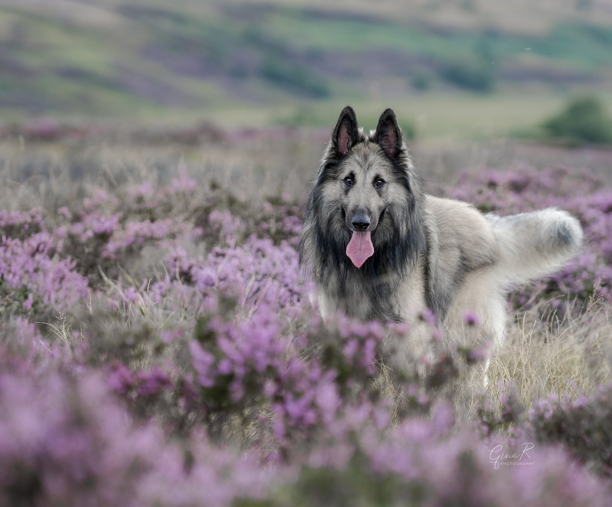 Gina Rayment tweet media