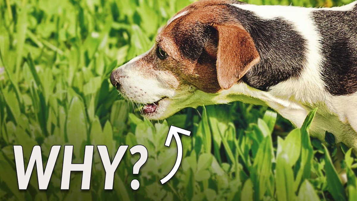 Most dogs love to eat grass. The #UltimatePetNutrition team and I try and tackle the question "why?" You will also find out when this is a symptom of a bigger problem. 
Enjoy! 

#Dogs #DogsOfTwitter #Puppy #Animals 
l8r.it/hNy8