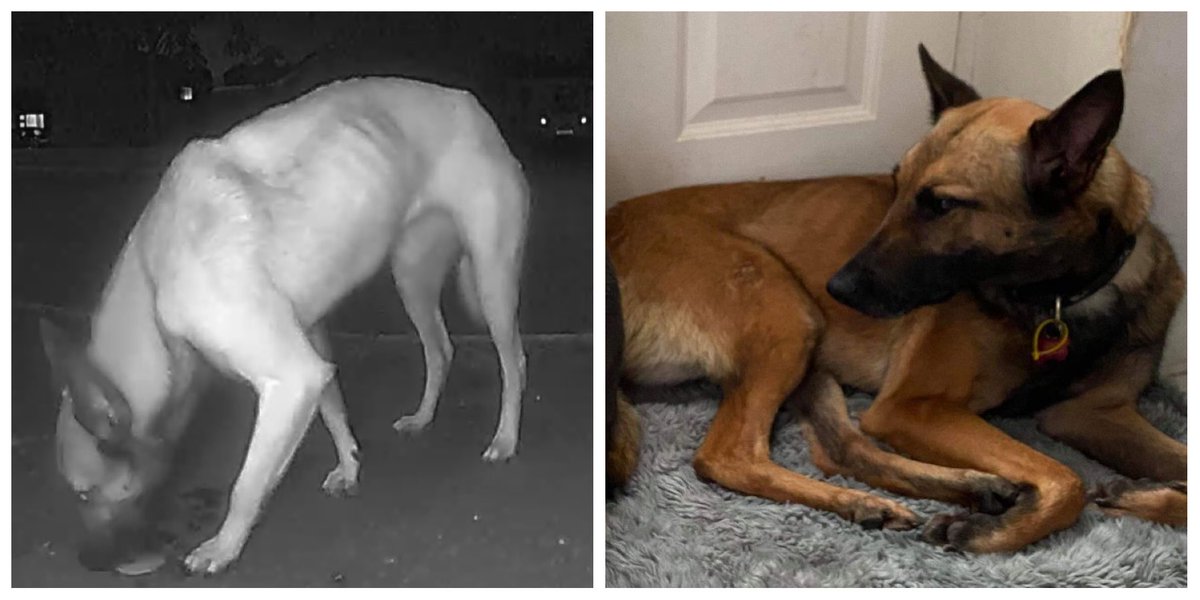 Cairo lost in #Lancashire is SAFE 💚 Thank you to everyone who supported this #lostdog and <a href="/uk_canine/">CCUK247</a> 🐾🐾🐾 #missingdog #dogsoftwitter #rescuesog caninecaptureuk.co.uk/blog/careful-c…