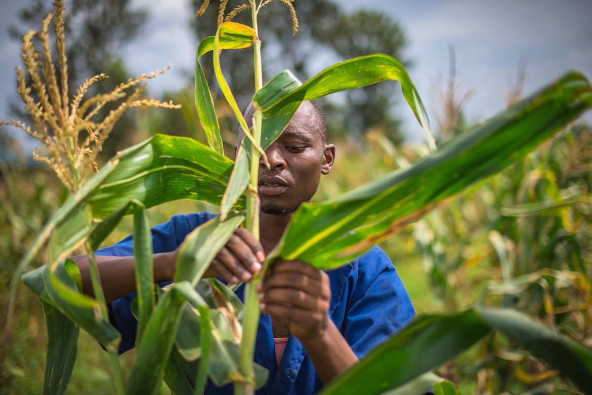 CNFA's tweet photo. With @DLEC, @USAIDRwanda @FeedtheFuture @USAIDHingaWeze developed #DigitalAg extension video trainings for youth, improving cost-effective, inclusive digital extension infrastructure for rural farmers &amp; boosting maize production for higher incomes &amp; enhanced food security. https://t.co/SwZDefdbJ5