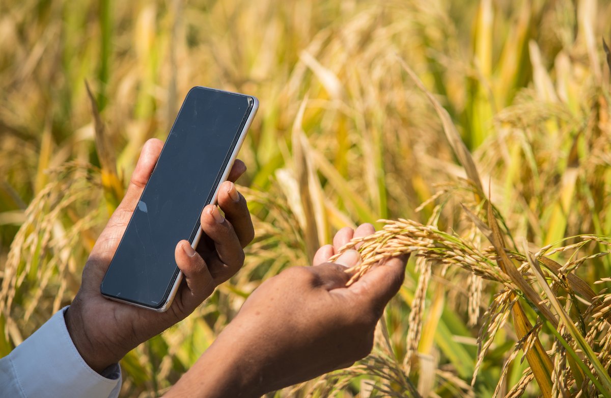 CNFA's tweet photo. Together with @CABI_news, @USAIDRwanda @FeedtheFuture @USAIDHingaWeze created an online Extension Training Application to train 100+ Rwandan extension agents &amp; 4k farmers on best practices for maize cultivation, boosting their productivity, earnings &amp; food security. https://t.co/U0l251AAfx