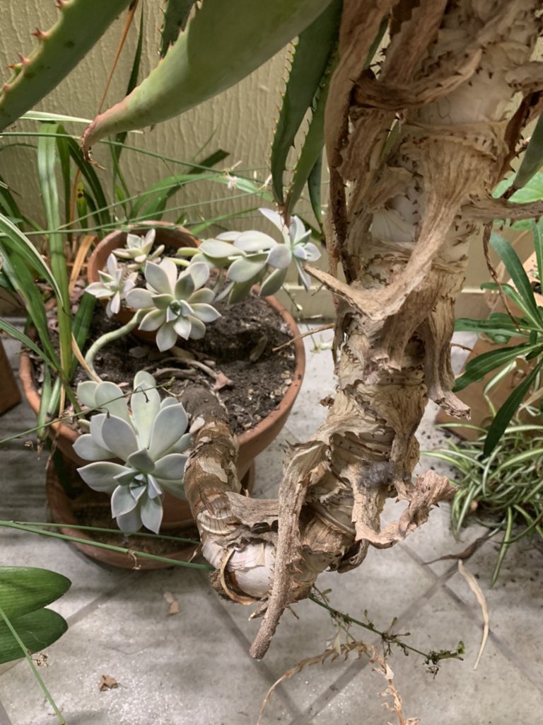 #HouseplantHour The aloe is my oldest houseplant.