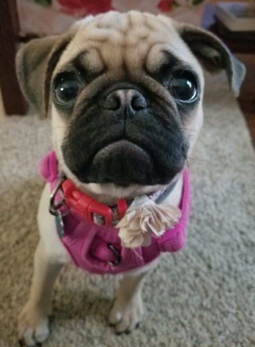 Crystal_Fultz's tweet image. Bring the service dogs home!#NoPawsLeftBehind