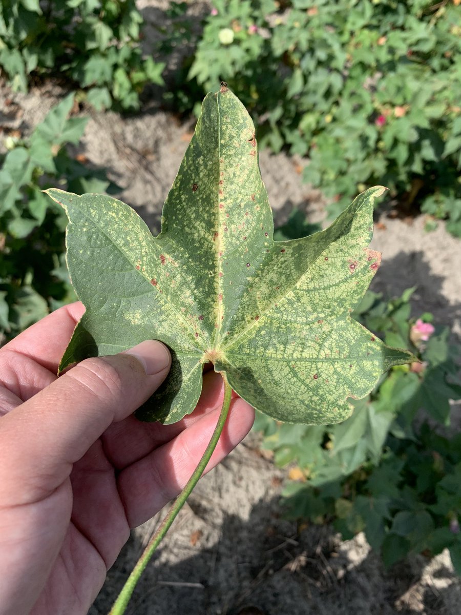 New one for me… Black root on cotton. Shows up in some of our coastal flatwoods soils. No causal organism ever identified but does seem to correlate with high soil chloride content. Luckily only in a small portion of this field.