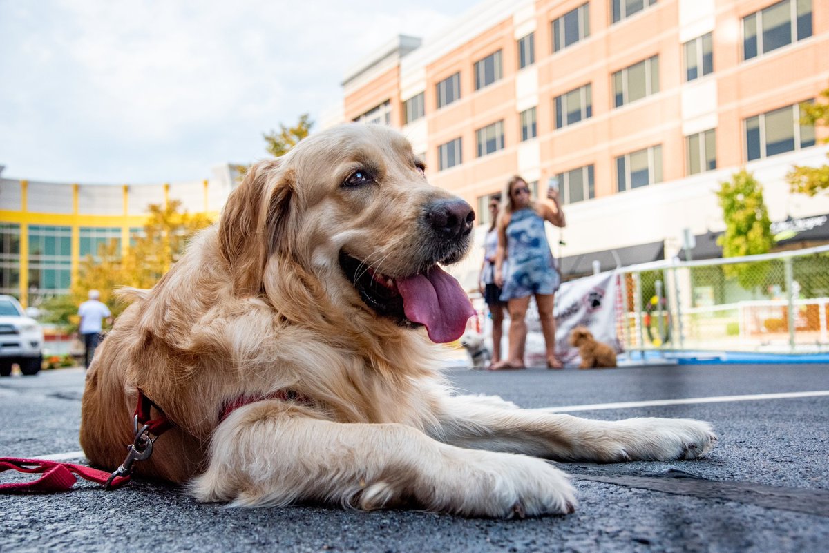 VillatLeesburg's tweet photo. Furrrriends! 🐾 Save the date: our Pet Festival is BACK! 🐾 Pet lovers: you won’t want to miss this! Join us on September 25 from 12 to 4 p.m. for a day full of tail-wagging, live music, pet shows, photo booths, and vendor markets with your four-legged friends. 🎶 🎉 https://t.co/qbniMTifL9