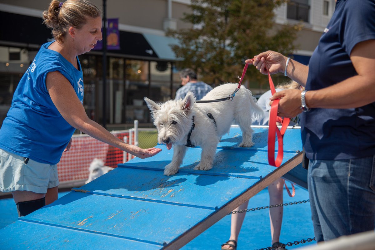 VillatLeesburg's tweet photo. Furrrriends! 🐾 Save the date: our Pet Festival is BACK! 🐾 Pet lovers: you won’t want to miss this! Join us on September 25 from 12 to 4 p.m. for a day full of tail-wagging, live music, pet shows, photo booths, and vendor markets with your four-legged friends. 🎶 🎉 https://t.co/qbniMTifL9