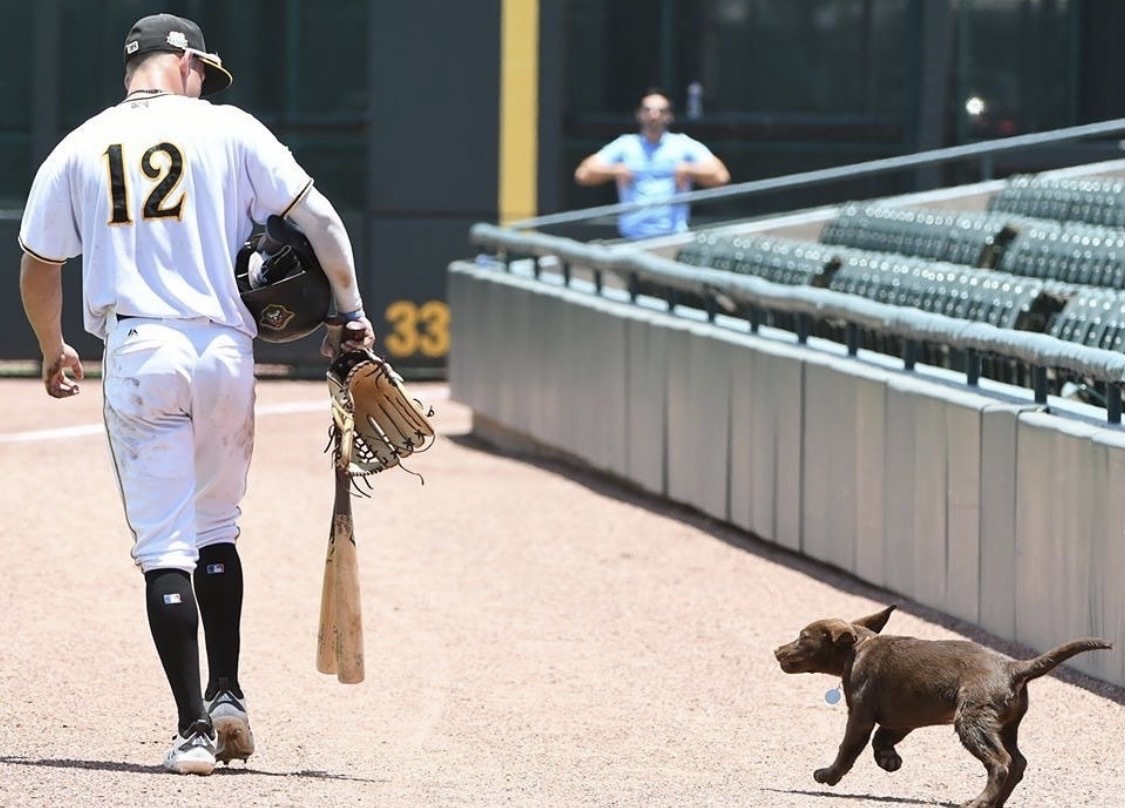 indyindians's tweet photo. Dogs return to @TheVicIndy tomorrow night. 𝙁𝙚𝙩𝙘𝙝 your ticket package for our last Bark in the Park of the season on Wednesday, Sept. 29.

👉 https://t.co/DLjDuncEEL 

Presented by @Noahs_Hospitals and PetSuites https://t.co/pCHJ3cMssA