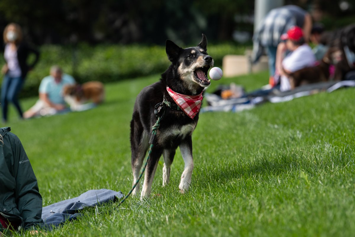 indyindians's tweet photo. Dogs return to @TheVicIndy tomorrow night. 𝙁𝙚𝙩𝙘𝙝 your ticket package for our last Bark in the Park of the season on Wednesday, Sept. 29.

👉 https://t.co/DLjDuncEEL 

Presented by @Noahs_Hospitals and PetSuites https://t.co/pCHJ3cMssA