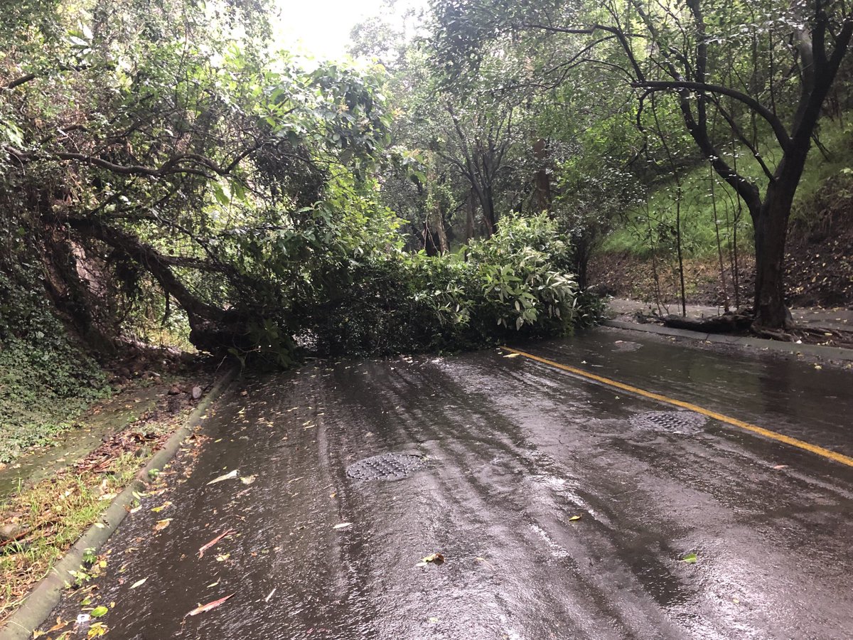 Árbol reportado hace 15 días ya cayó. En Oyameles, entre Zapotes y Ahuehuetes Sur, Bosques de las Lomas. Otro más alto en peligro de caer. ⁦<a href="/MHcesac/">MH CESAC</a>⁩, ⁦<a href="/C5_CDMX/">C5 CDMX</a>⁩.por favor urge atender.